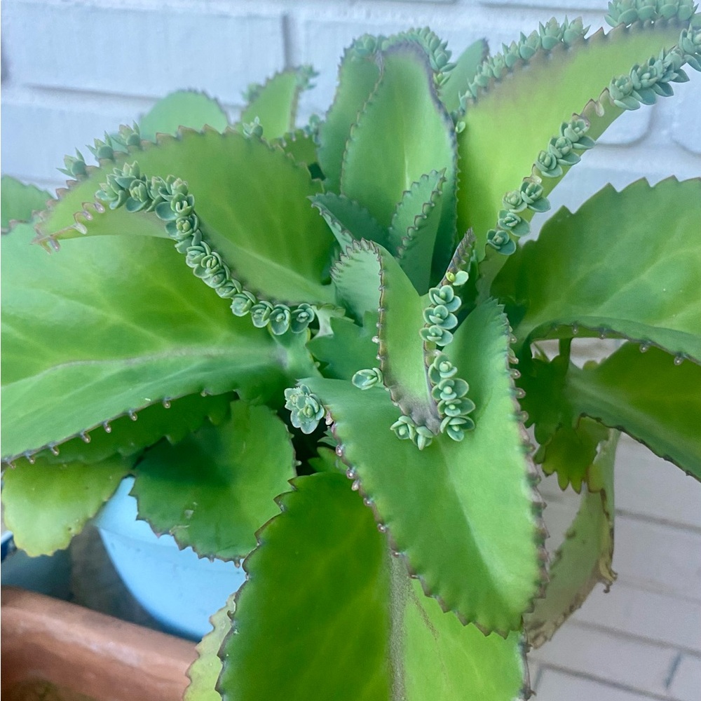 Mystery box a Mother of 1000 plus three more unique succulents.